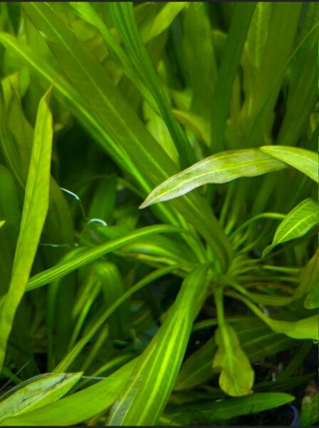 【Sサイズ】エキノドルス ウルグアイエンシス 水中葉 1POT