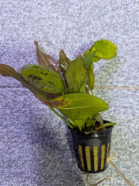 (SALE)エキノドルス オリエンタル 水中葉 移行中 1POT