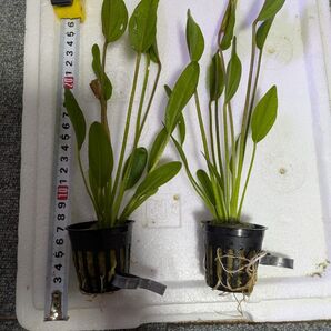 ファンタスティックカラー 1POT 水中移行中