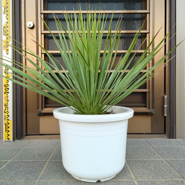 ユッカ ロストラータ《H=約50㎝・9号》227