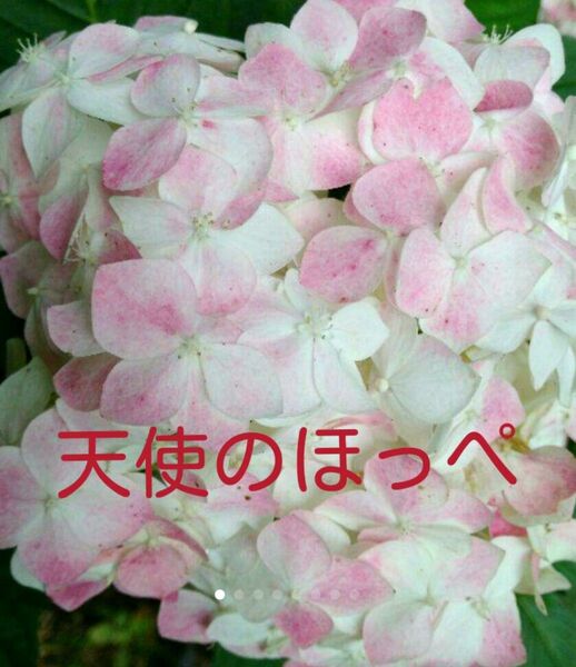 天使のほっぺ 紫陽花 アジサイ