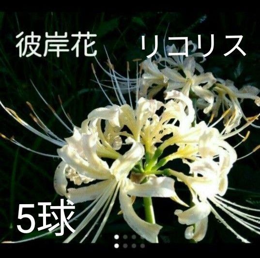 彼岸花 リコリス 白 ヒガンバナ 曼珠沙華 5球