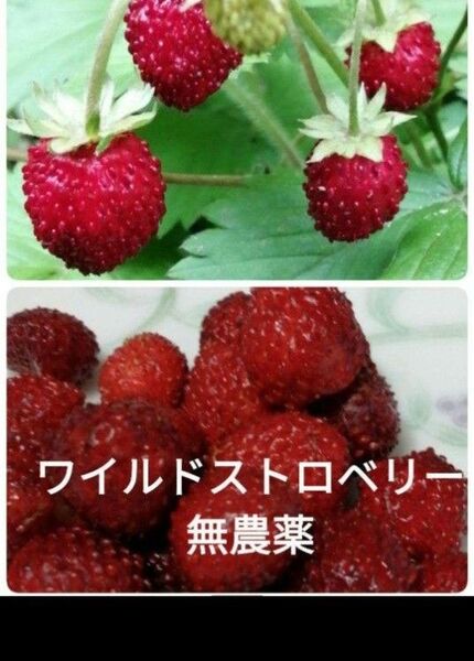 ワイルドストロベリー 小苗 無農薬 無化学肥料 抜き苗