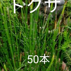 トクサ 木賊 根付き苗