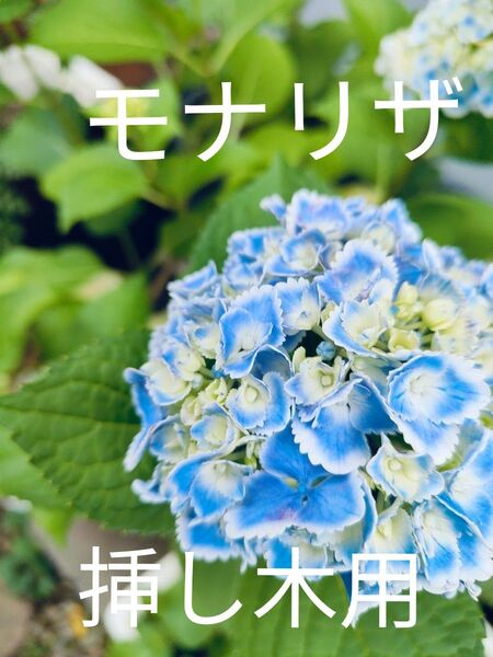 モナリザ 紫陽花 挿し木用