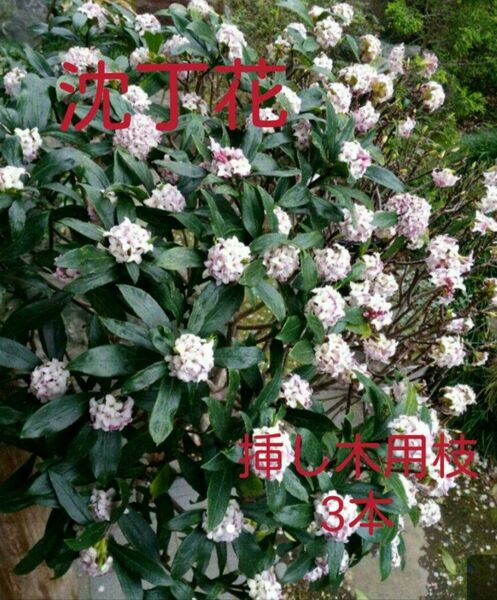 沈丁花 ジンチョウゲ 赤花種 挿し木枝
