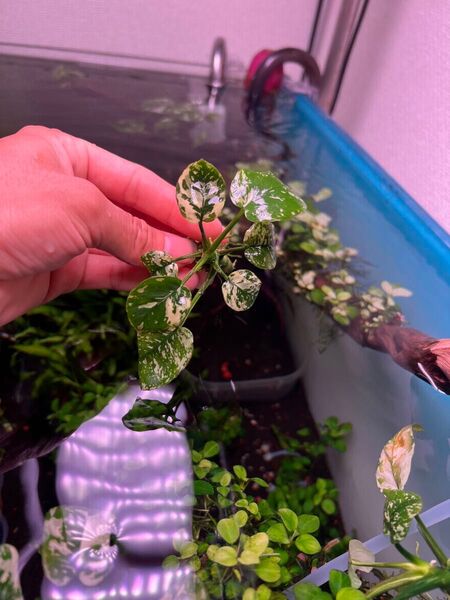 アヌビアスナナ 斑入りキング Anubias Variegated King