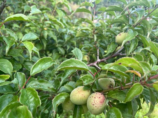 島根県産 梅の実 約10kg 無農薬 自然栽培
