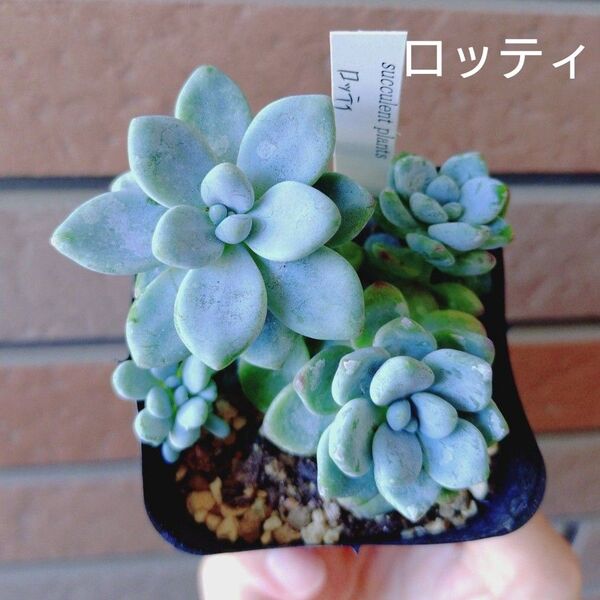 ロッティ 抜き苗 多肉植物 ゆうパケットポストまたはmini発送