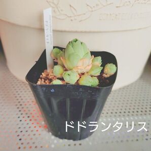 ドドランタリス 抜き苗 多肉植物 ゆうパケットポストまたはmini発送