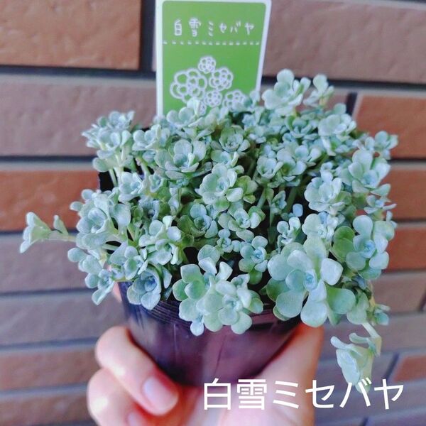 白雪ミセバヤ 抜き苗 多肉植物 ゆうパケットポストまたはmini発送