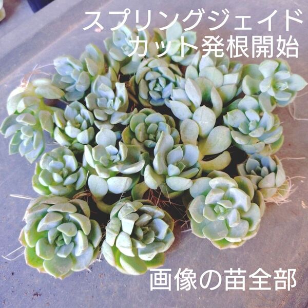 スプリングシェイド 19個 カット苗 発根開始 多肉植物 ゆうパケットポストまたはmini発送 訳あり処分