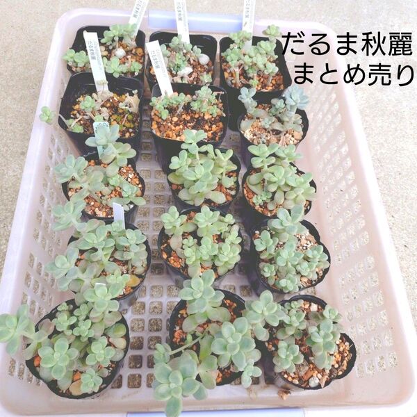 だるま秋麗 まとめ売り トレーの中全部 抜き苗 多肉植物 ゆうパケットポストまたはmini発送