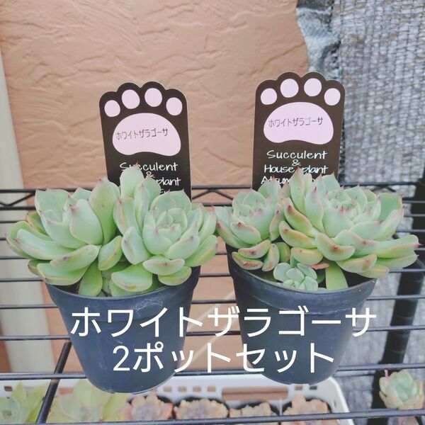 ホワイトザラゴーサ 2ポットセット 抜き苗 多肉植物 ゆうパケットプラス発送
