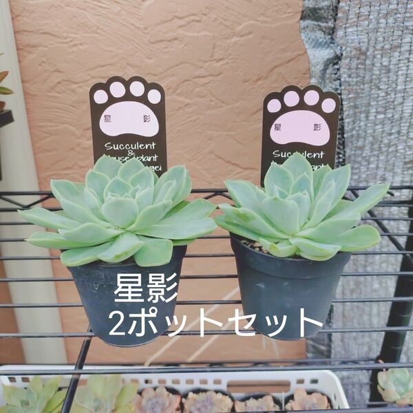 星影 2ポットセット 抜き苗 多肉植物 ゆうパケットプラス発送