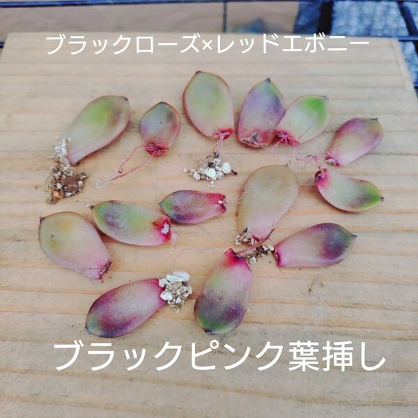 ブラックピンク 葉挿し 1枚目の画像全部 多肉植物 ゆうパケットポストまたはmini発送