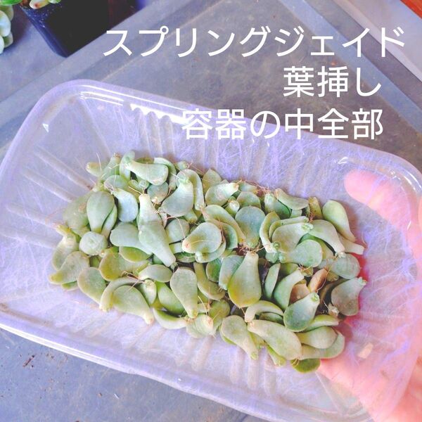 スプリングジェイドの葉 葉挿し用 多肉植物 画像の葉っぱ全部 ゆうパケットポストまたはmini発送