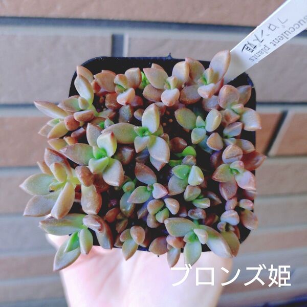 ブロンズ姫 抜き苗 多肉植物 ゆうパケットポストまたはmini発送