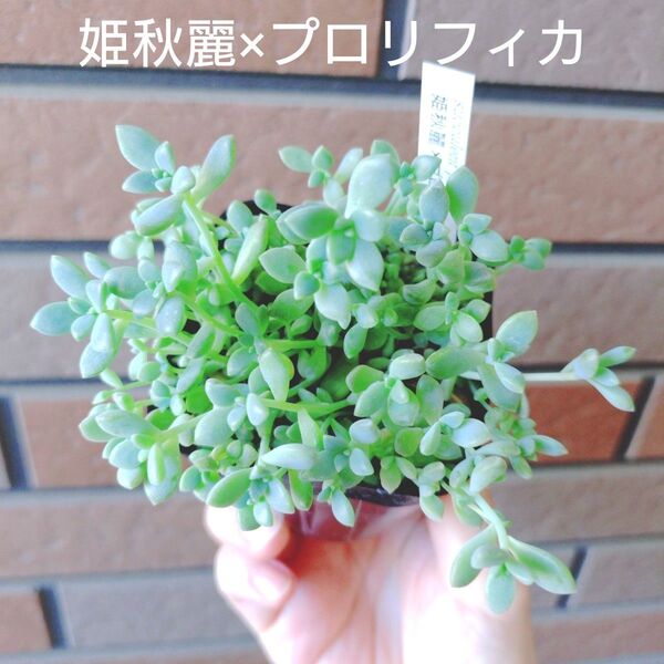 姫秋麗×プロリフィカ 抜き苗 多肉植物 ゆうパケットポストまたはmini発送