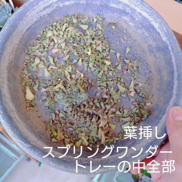 スプリングワンダー 葉挿し苗 大量 多肉植物 ゆうパケットポストまたはmini発送