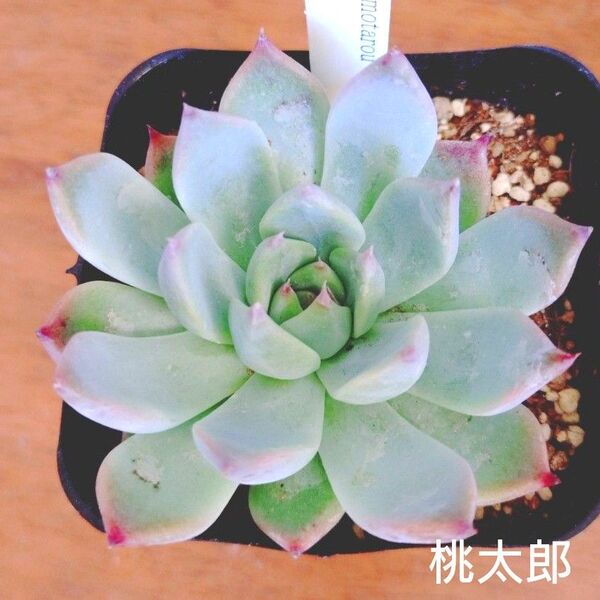 桃太郎 抜き苗 多肉植物 ゆうパケットプラス発送