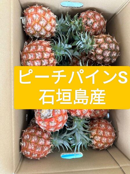 石垣島産 ピーチパインS 小玉 20玉 産地直送!
