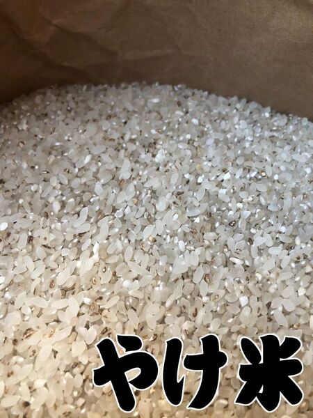 くず米 20kg 鶏飼料 野鳥の餌に使えるお米
