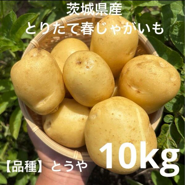 茨城県産とりたて春じゃがいも 【品種】とうや 10kg