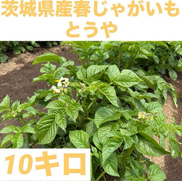 令和7年 6月19日収穫!茨城県産 春じゃがいも とうや 10kg