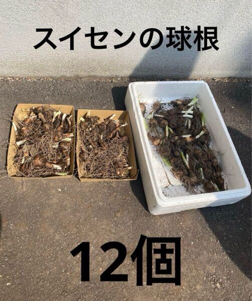 スイセンの球根12個