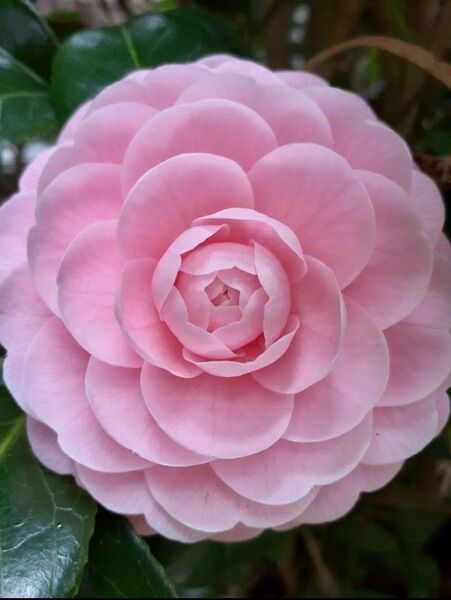 乙女椿 挿し木用枝3本 観葉植物 花 宿根草 シンボルツリー 花壇ガーデニング 挿し穂 ピンク 八重咲き ツバキ つばき 椿