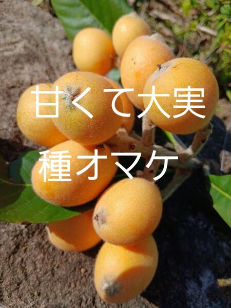 無農薬 超極早生 甘く大実なビワ 2年生苗木2本抜き苗 種オマケ 観葉植物 苗果物フルーツ実生苗果樹常緑樹チンキ お茶びわ枇杷