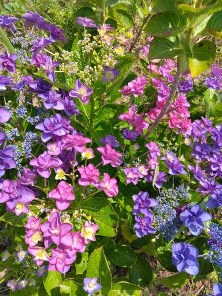 あじさい 挿し穂 3本 挿し木用の枝 紫陽花 観葉植物 枝 ガクアジサイ ハイドランジア 無農薬 色変