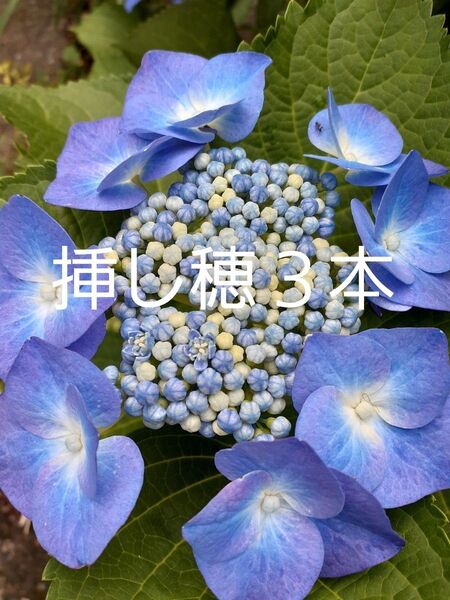 あじさい挿し穂 3本 挿し木用の枝 紫陽花 観葉植物枝ガクアジサイ ハイドランジア 切り花 挿し穂