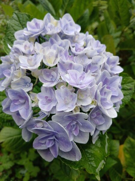 無農薬 レア品種 八重咲き 手まり咲き 紫陽花 挿し穂 2本 観葉植物 アジサイ あじさい ハイドランジア かおり