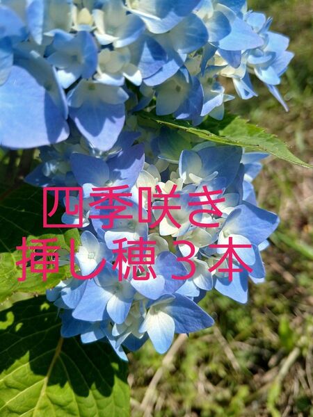 四季咲き 紫陽花 霧島の恵 挿し穂3本 挿し木用枝 観葉植物 ガーデニング ハイドランジア 花苗