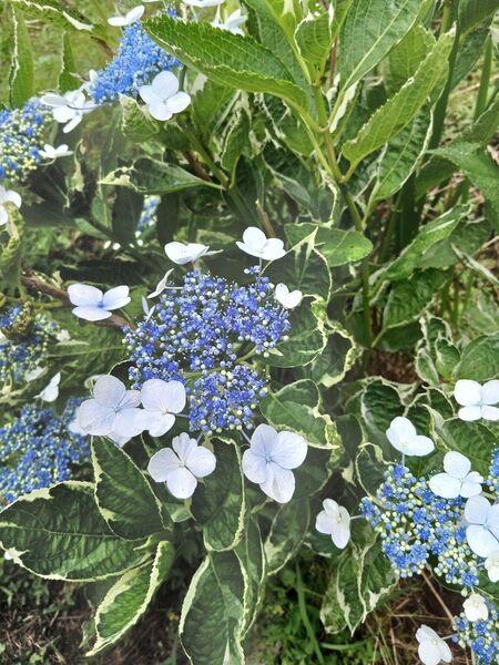 カラーリーフ ガクアジサイ アジサイ 挿し穂3本 紫陽花 観葉植物 挿し木用枝 斑入り 紫陽花 あじさい