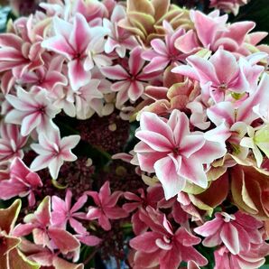 あじさい 挿し穂 1本 挿し木用の枝 紫陽花 観葉植物 枝 ガクアジサイ レア 希少