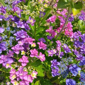 あじさい 挿し穂 2本 挿し木用の枝 紫陽花 観葉植物 枝 ガクアジサイ ハイドランジア 無農薬 色変