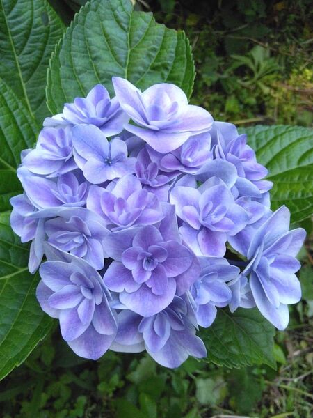 無農薬 レア品種 八重咲き 手まり咲き 紫陽花 挿し穂 1本 観葉植物 アジサイ あじさい ハイドランジア 枝