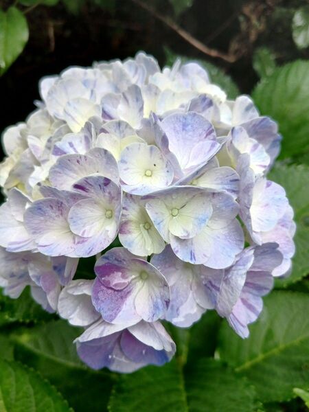 無農薬 てまり咲き 魅惑的な絞り柄 紫陽花 挿し穂2本 色が変化するあじさい 観葉植物ガーデニング ハイドランジア レア