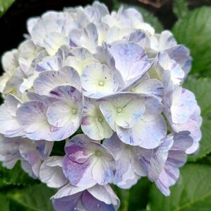 無農薬 てまり咲き 魅惑的な絞り柄 紫陽花 挿し穂2本 色が変化するあじさい 観葉植物ガーデニング ハイドランジア レア