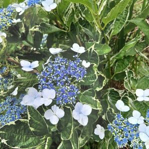カラーリーフ ガクアジサイ アジサイ 挿し穂3本 紫陽花 観葉植物 挿し木用枝 斑入り 紫陽花 あじさい