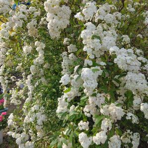 八重咲き コデマリ 挿し穂5本 切り花 観葉植物 ガーデニング 白い花 スワッグ バラ咲き 癒し系 植物 挿し木用 枝 花苗