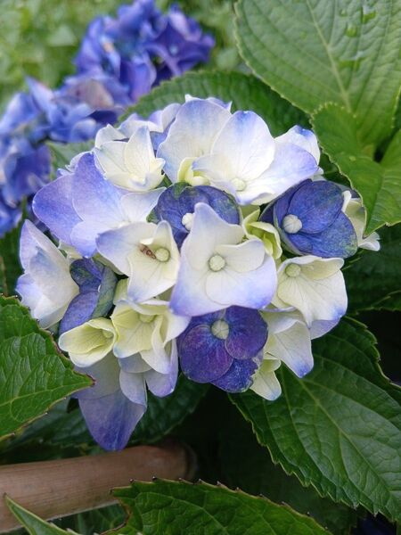 無農薬 てまり咲き 紫陽花 挿し穂2本 観葉植物 ガーデニング 八重咲き ハイドランジア 枝