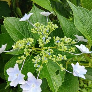 がくあじさい 挿し穂 2本 挿し木用の枝 紫陽花 観葉植物 枝 ガクアジサイ ハイドランジア 無農薬 色変