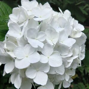 あじさい 挿し穂 2本 挿し木用の枝 紫陽花 観葉植物 枝 アジサイハイドランジア 切り花 花