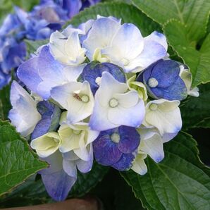 あじさい 挿し穂 2本 挿し木用の枝 紫陽花 観葉植物 枝 アジサイハイドランジア 切り花 花 色変化可能品種