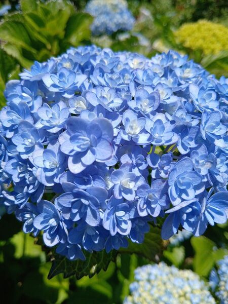 あじさい 挿し穂 3本 挿し木用の枝 紫陽花 観葉植物 枝 アジサイハイドランジア 切り花 花