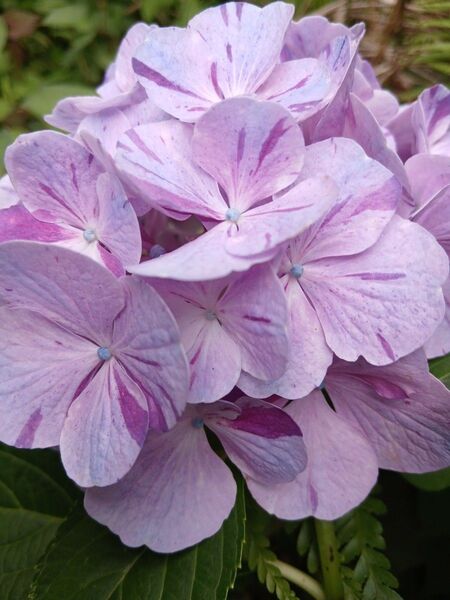 絞り柄 あじさい 挿し穂 2本 挿し木用の枝 紫陽花 観葉植物 枝 アジサイハイドランジア 切り花 花 手まり咲き